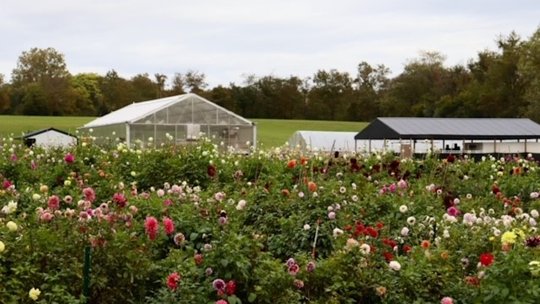 TEDCO’s ARR grant propels Grateful Gardener’s innovative technology in floriculture