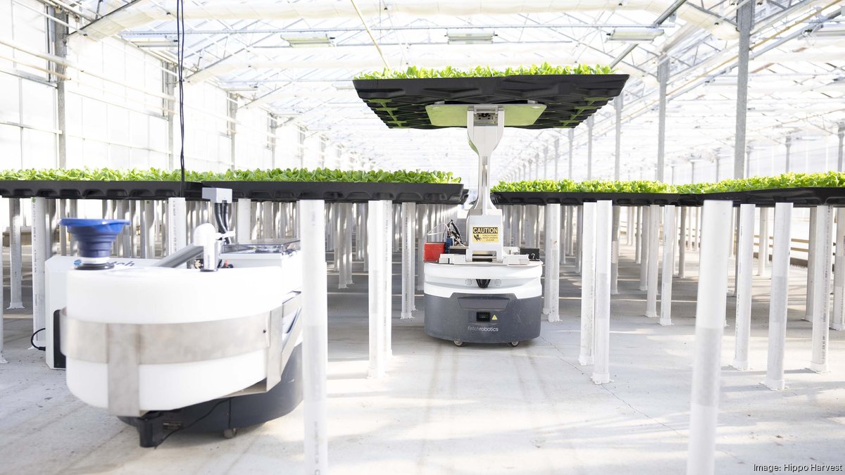 河马丰收：机器人驱动的莴苣温室吸引更多投资