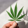 エメラルドカップがオークランドに大麻の祭典と経済効果をもたらす