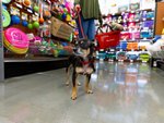 Pet Food Express -- Dog Shopping the Store
