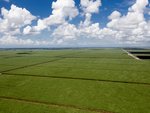 Aerial view of sugarcane fields south Florida