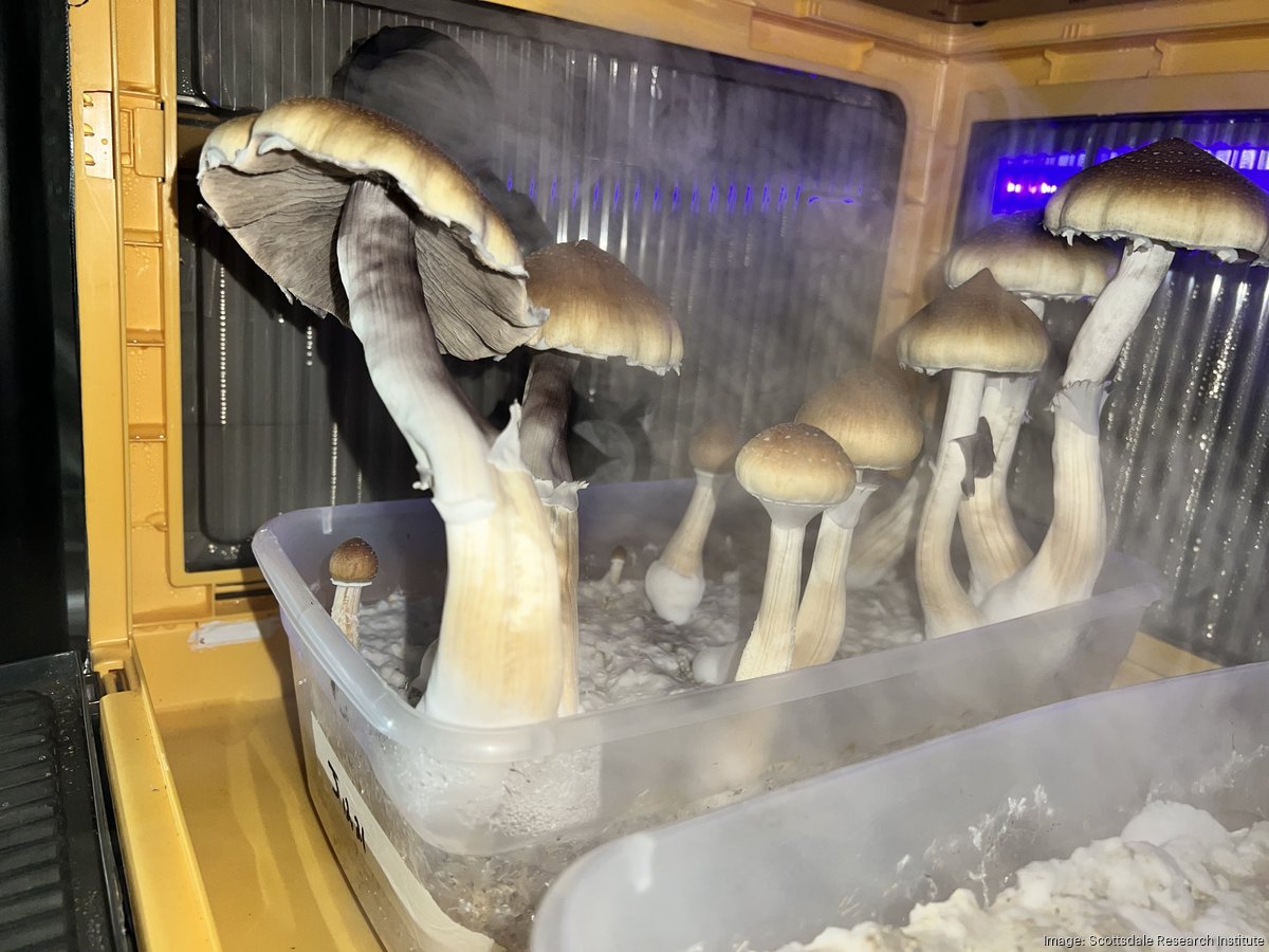 mushroom　準備中 A global study measuring medical effects of psilocybin mushrooms