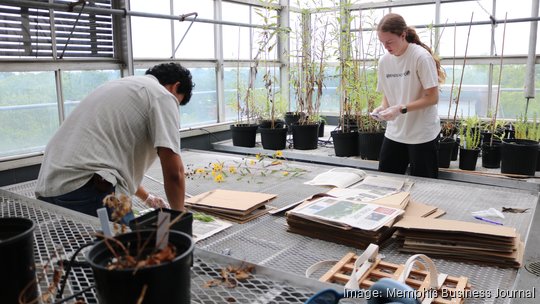 UM- ACRE students preserving plants