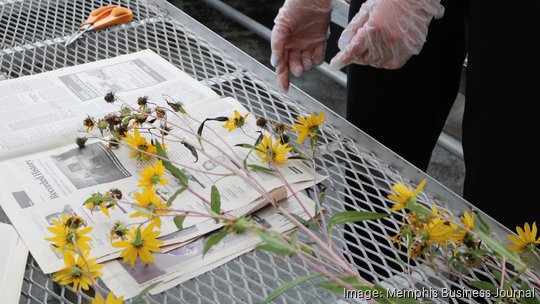 UM- ACRE preserving sunflowers