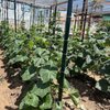 農家の高齢化と農場数の減少により、新規農家は事業を始めるのに苦労している。