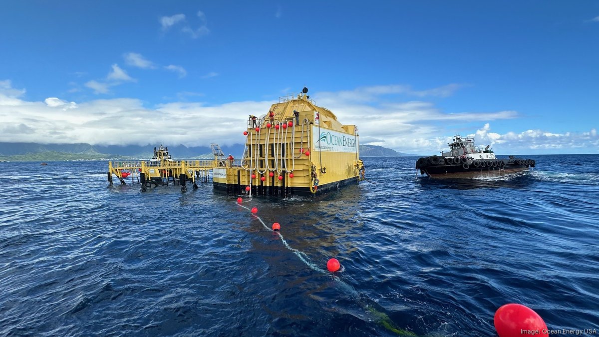 ビカクシダ Oceanbeaw ビカクシダ Oceanbeaw ビカクシダ Oceanbeaw Oceanbeaw様 リクエスト 3