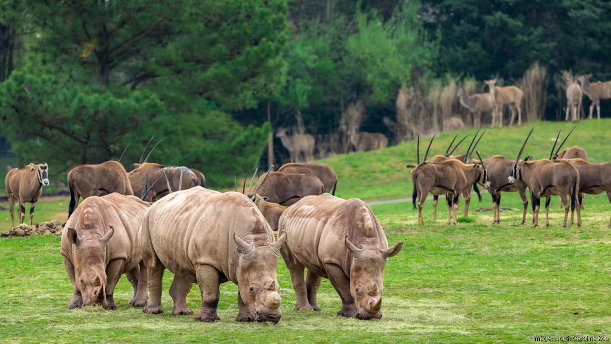 North Carolina Zoo Asia exhibit delayed by budget stalemate - Triangle ...