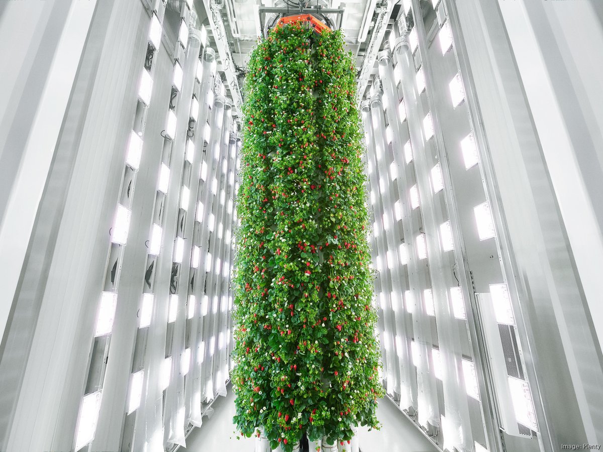 plentystrawberrytowers*