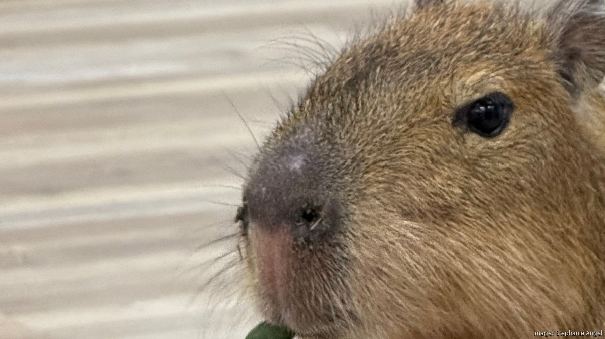 Animal sanctuary's capybara cafe coming to St. Augustine Jacksonville
