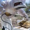 Terra Vera launches ApiVera to help bees