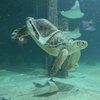 New Balance, 3D printer team up to help an aquarium's turtle