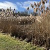 New York business groups and builders sue over new wetlands rules