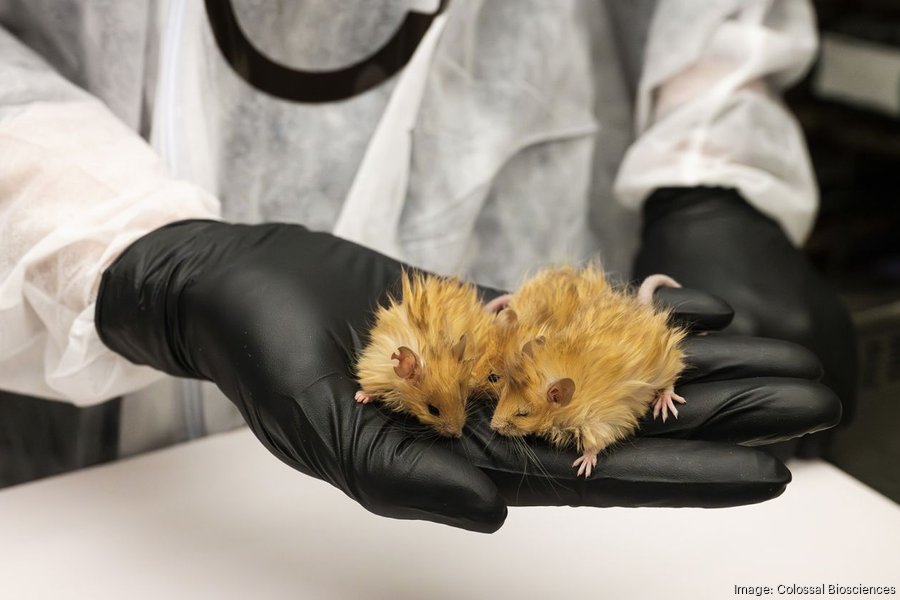 Dallas startup with de-extinction goals creates wooly mouse – Texas ...