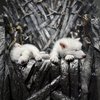 10億ドルのテキサスのスタートアップである巨大な生物科学は、悲惨なオオカミを遺伝的に設計しました