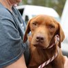 Atlanta Humane Society receives Blank Foundation grant to improve statewide animal disaster aid