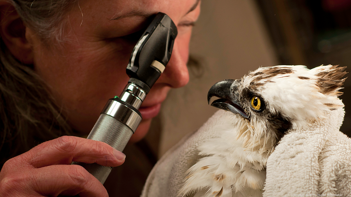 Buffalo Audubon Society begins leadership search Buffalo Business First