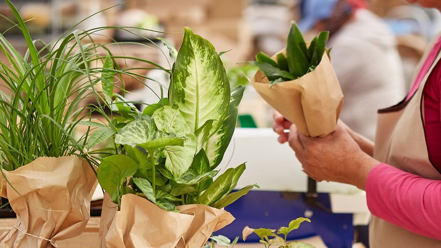 House Plant Shop in California finds its second bloom on Temu - L.A.  Business First