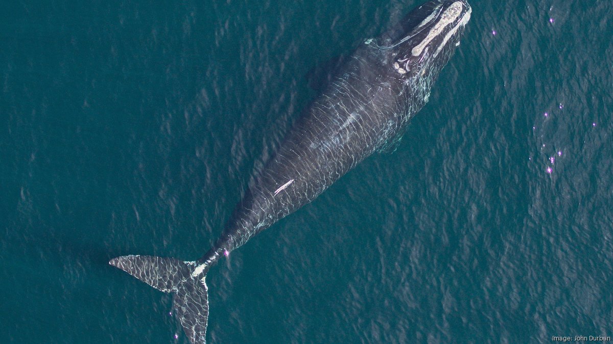 Researchers at New England Aquarium are using drones to measure whales