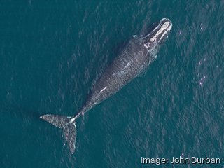 Researchers at New England Aquarium are using drones to measure whales