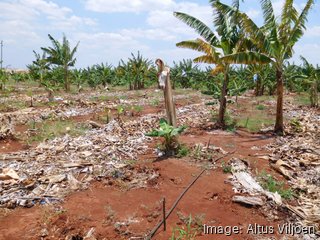 Massachusetts researcher wins prize for work fighting banana-killing fungus
