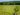 Two Mass. biotechs team up to bring American chestnut trees back from extinction