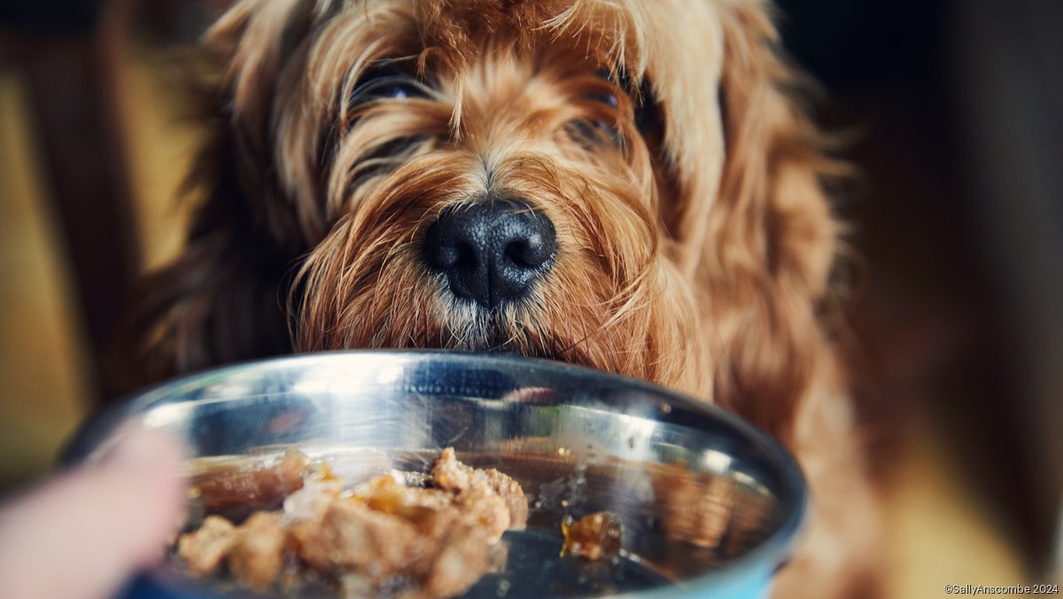 Nestle Purina PetCare to invest $643M in pet food plant, logistics hub to meet European demand