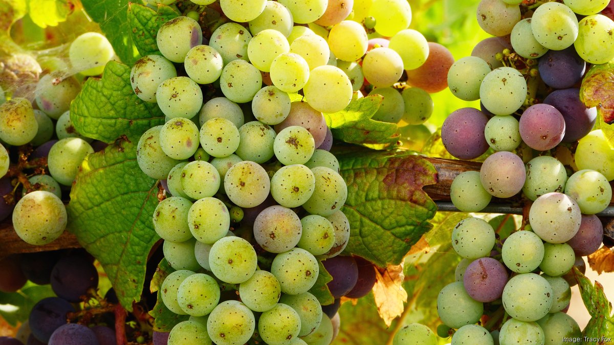 Why a PNW winery wants to abandon 188,000 gallons of wine