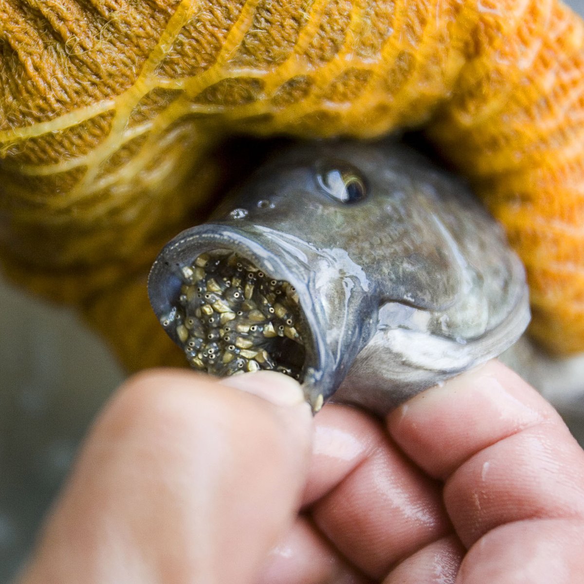 Fish farm goes belly up