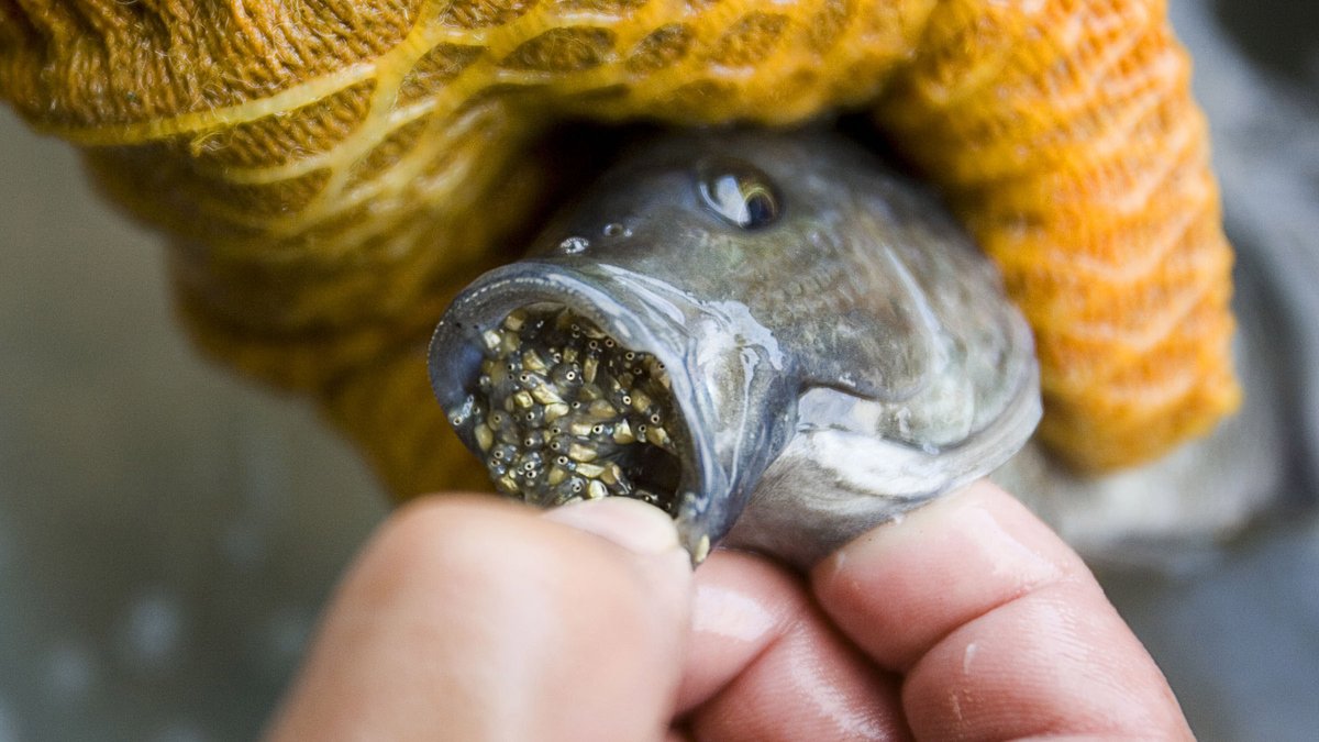 Fish farm goes belly up