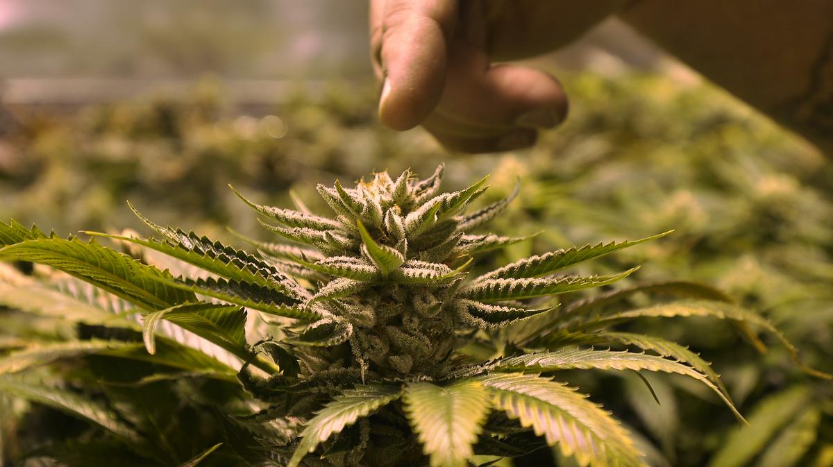 Legalized medical marijuana could boost Orlando's commercial real ...