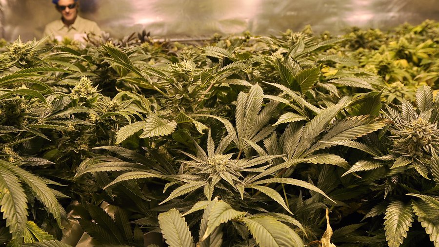 Green Dragon supplier's marijuana grow facility in Denver to close, lay