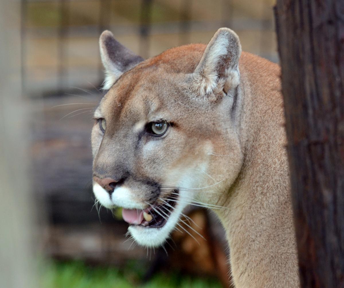 Soft kitty, warm kitty: Inside Gatorland's Panther Springs - Orlando ...