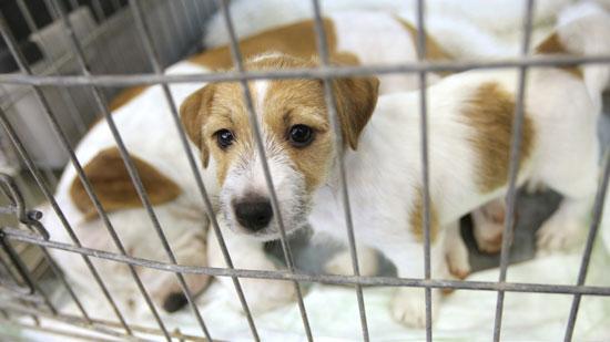 Puppy mill dogs banned in Sunrise - South Florida Business Journal