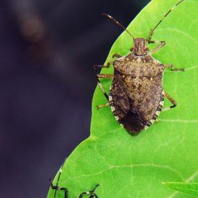 North Carolina homes brace for stink bugs, beetles - Triangle Business ...