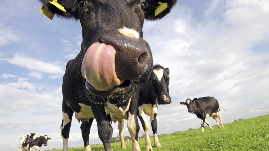 Cow stock art Thinkstock