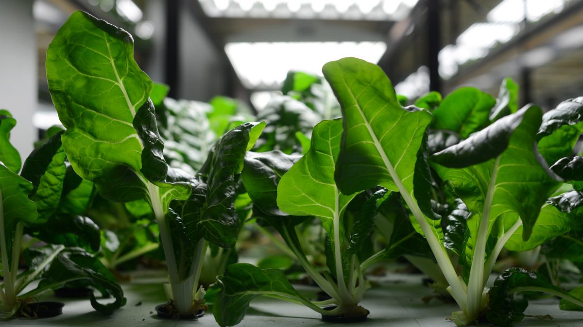 pentair will shut down urban organics aquaponics facility