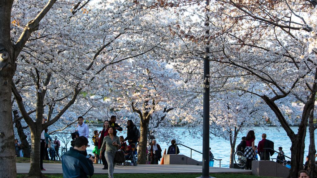 Mounds of trash take the bloom off Cherry Blossom Festival - The