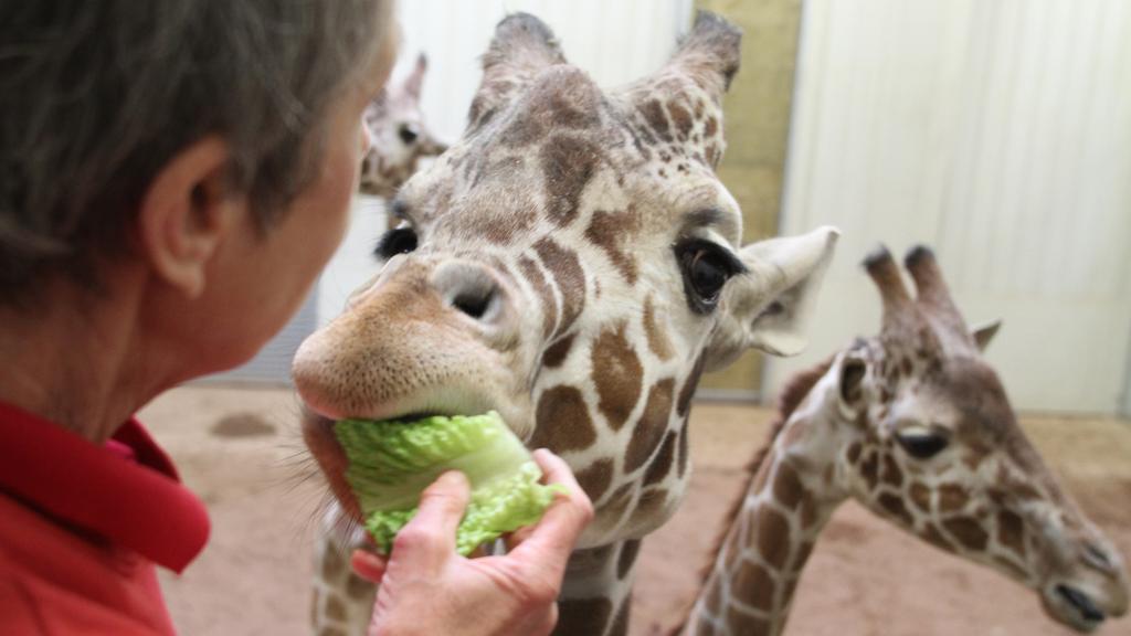 columbus zoo loses its appeal with association of zoos and aquariums to keep accreditation columbus business first