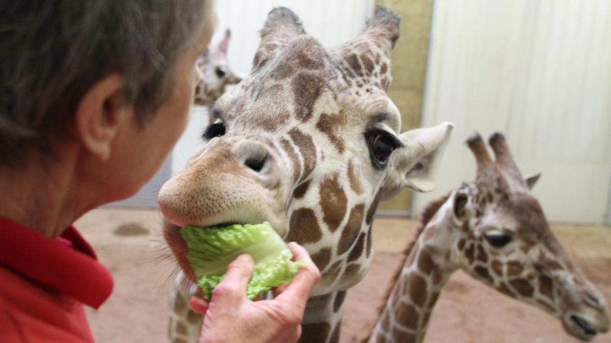 Columbus Zoo Loses Its Appeal With Association Of Zoos And Aquariums To   Zoo 01*1200xx2400 1350 0 125 