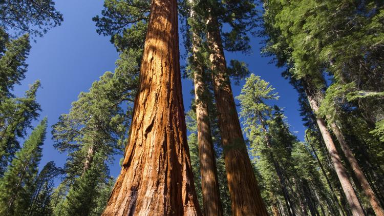 Sacramento Clean Energy Companies May Benefit From Dead Tree Clean Energy Companies May Benefit