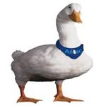 Watch Aflac's prototype robotic duck helping kids with cancer