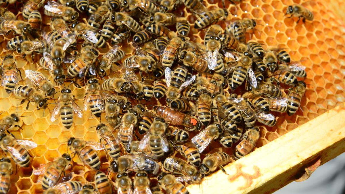 General Mills launches save-the-bees effort, looks to capture buzz ...