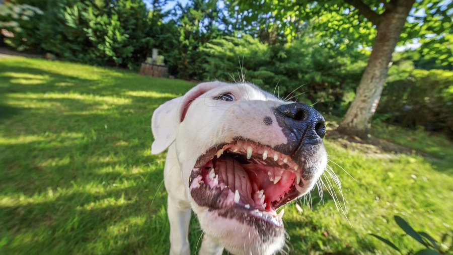 Ouch, That Dog Bites!