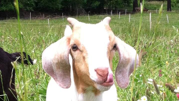 Duke: Hey, Triangle, use goats to curb vegetation - Triangle Business ...