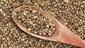 Hemp seeds are shown in this file photo. Hemp can be grown to produce seeds, fiber and oils, such as hemp-derived CBD, used for pain relief, anxiety and insomnia.