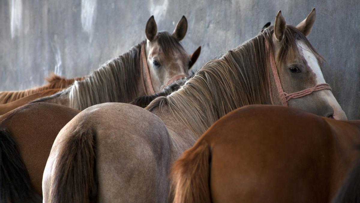 El Dorado County property owner pushes new plan for 146acre equestrian