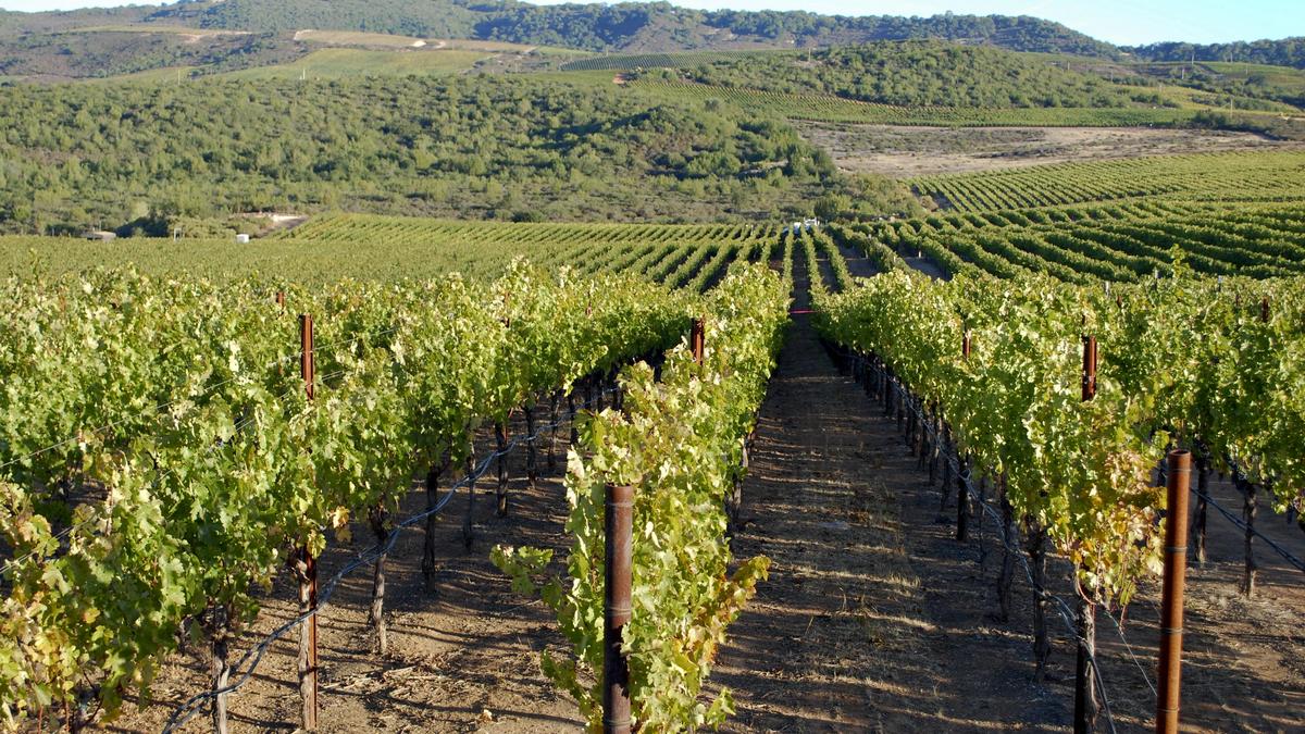 Vineyards look to reclaimed waste water to irrigate crops - San ...