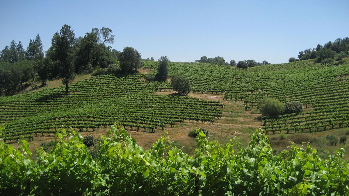 Hundreds of vineyard acres for sale in Nevada County - Sacramento ...