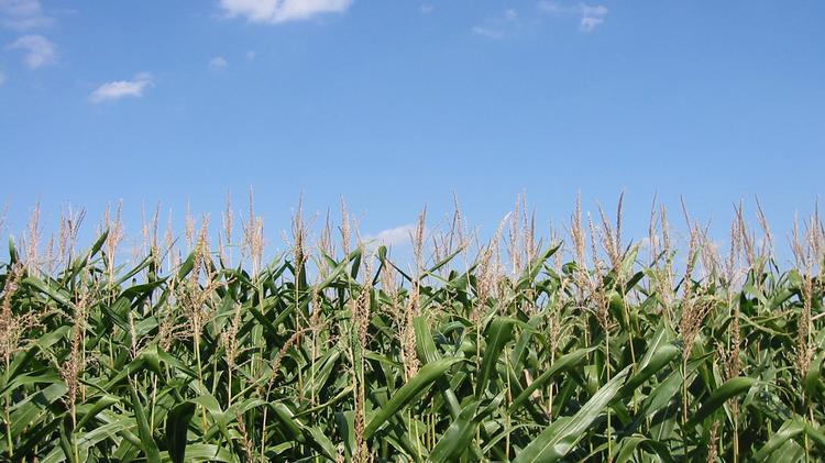 Corn farmers, among others, argue that proposed changes to the federal Renewable Fuel Standard by the Environmental Protection Agency will harm the rural economy.