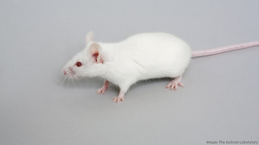 Jackson Lab Mouse JAX mouse 071114